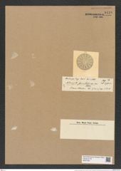 Actinocyclus fasciculatus Castr. (de-Toni-Nr.: Genus 195, Species 4776) Zeichnungen Sammlung Grunow Nr. 8410 (NHMW-BOT-W0377851)